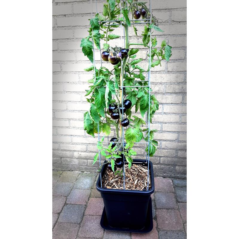 TOMATEN plantrekken plantenrekken voor tomatenplanten