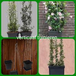 KLIMPLANTEN op terras tegen tuinschermen en tuinschuttingen