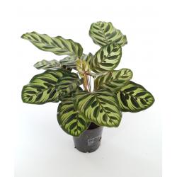 Calathea 'Makoyana' - planten - kamerplanten