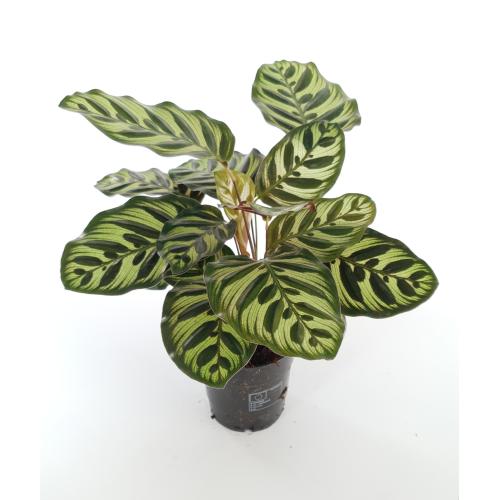 Calathea 'Makoyana' - planten - kamerplanten