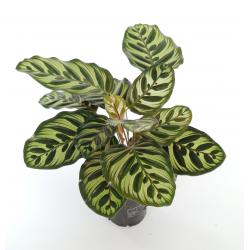 Calathea 'Makoyana' - planten - kamerplanten