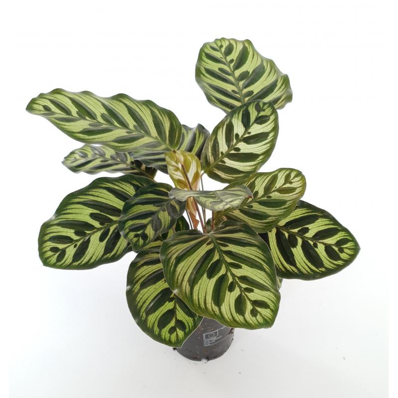Calathea 'Makoyana' - planten - kamerplanten