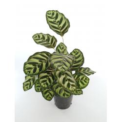 Calathea 'Makoyana' - planten - kamerplanten