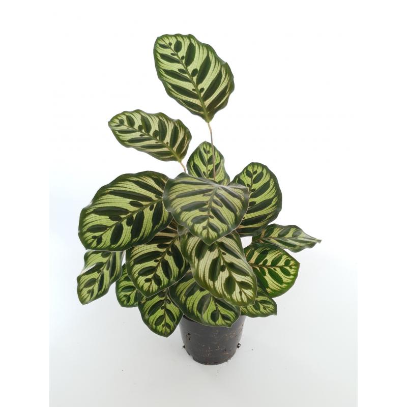 Calathea 'Makoyana' - planten - kamerplanten