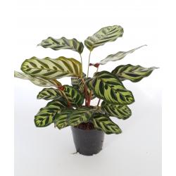 Calathea 'Makoyana' - planten - kamerplanten