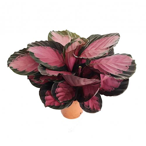 Calathea roseopicta 'Crimson' - planten - kamerplanten