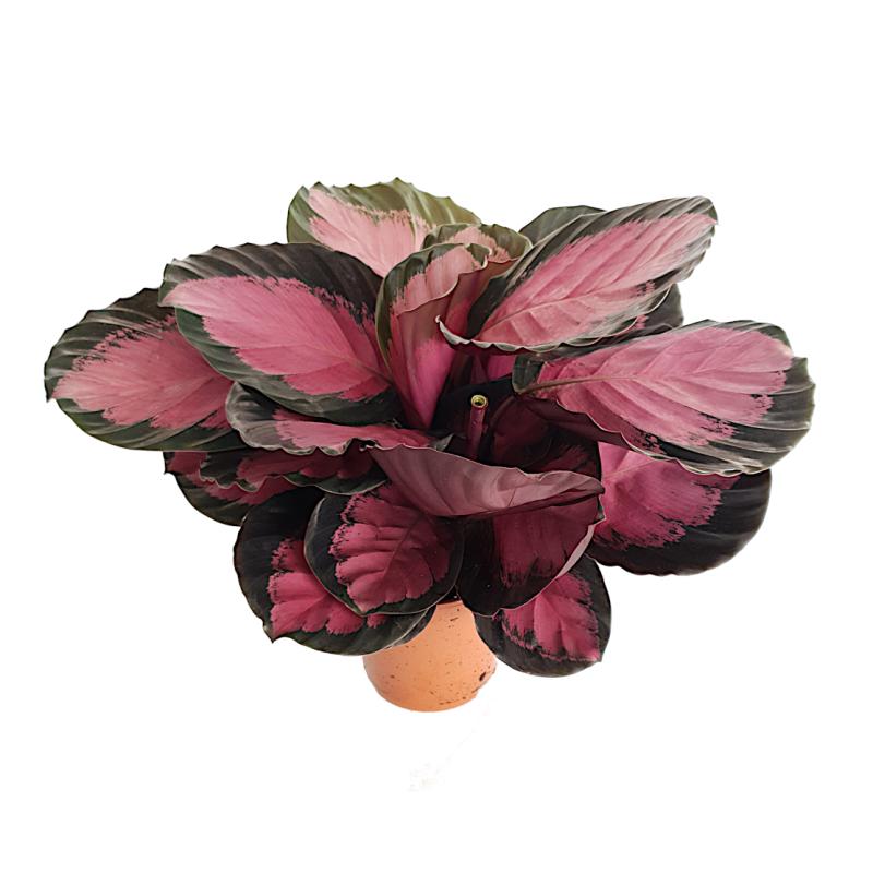 Calathea roseopicta 'Crimson' - planten - kamerplanten