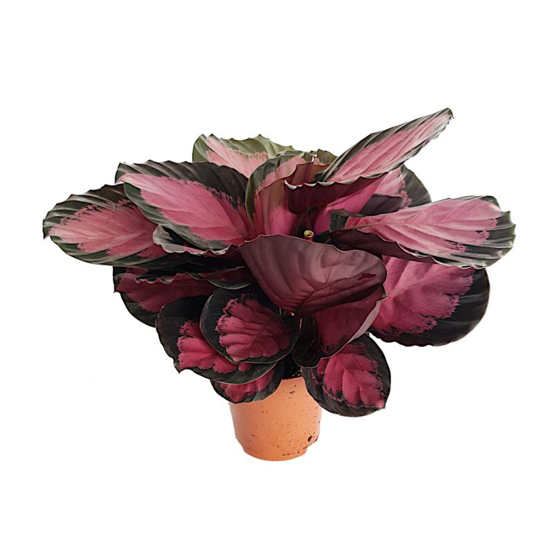 Calathea roseopicta 'Crimson' - planten - kamerplanten