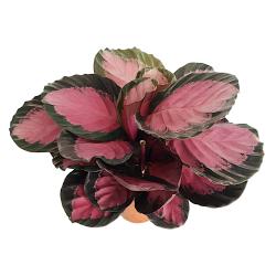 Calathea roseopicta 'Crimson' - planten - kamerplanten