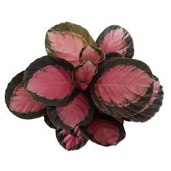 Calathea roseopicta 'Crimson' - planten - kamerplanten