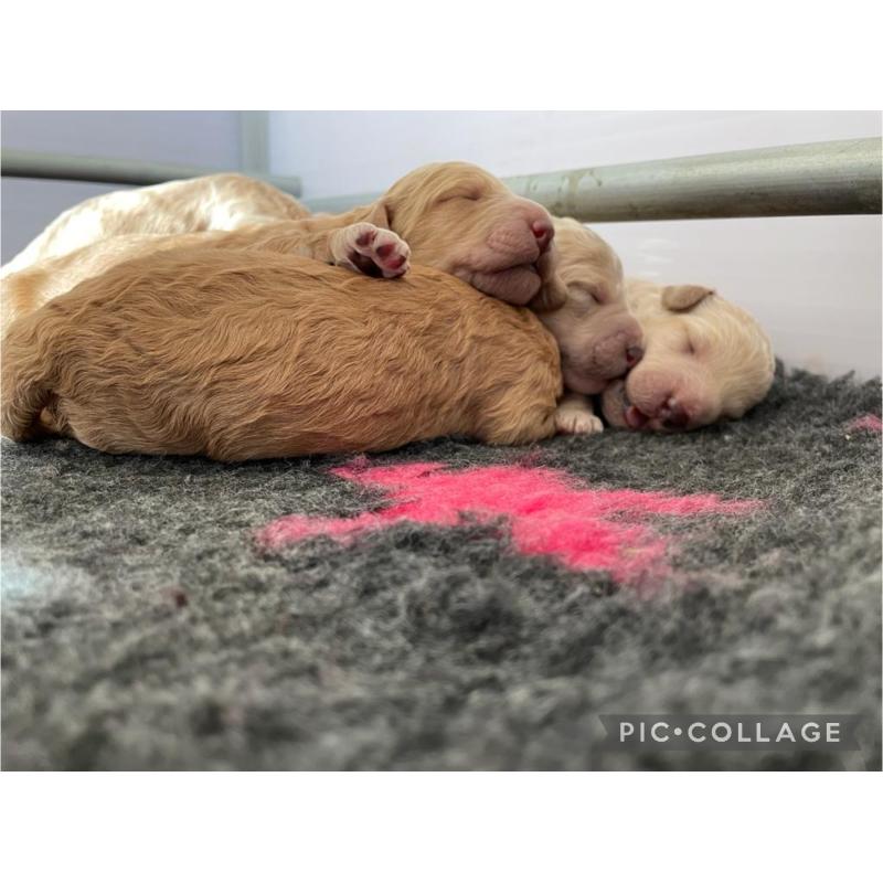 Australian Labradoodle pups