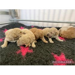 Australian Labradoodle pups