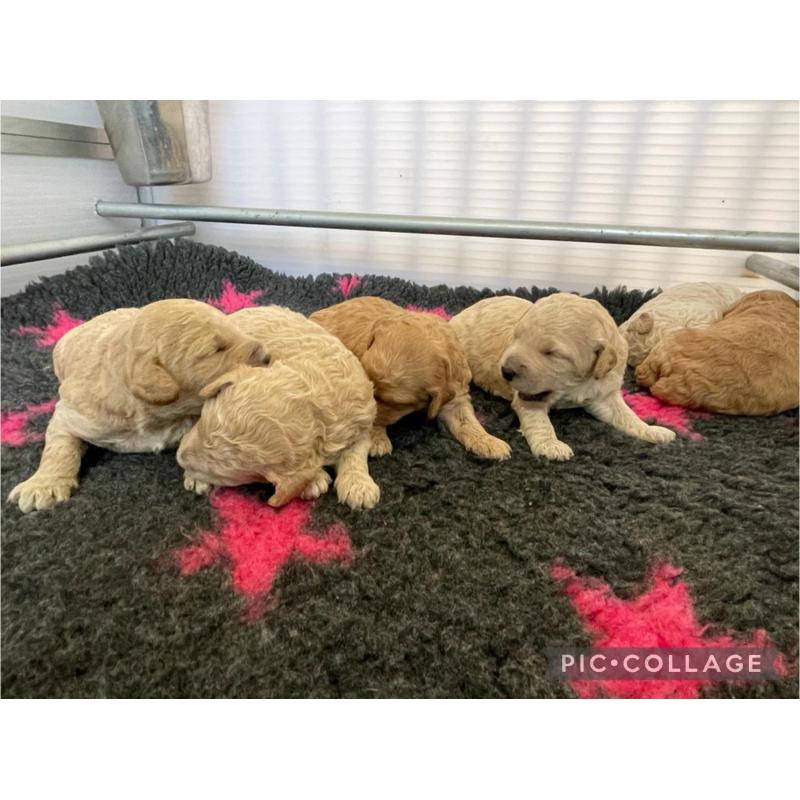 Australian Labradoodle pups