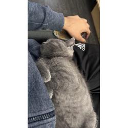 Britse korthaar kitten