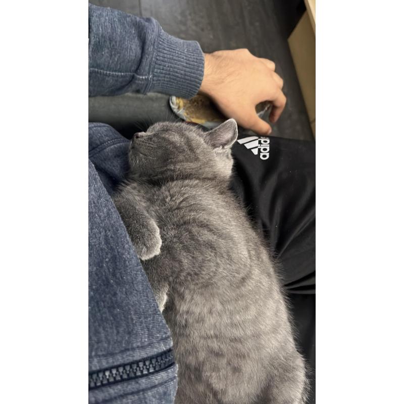 Britse korthaar kitten