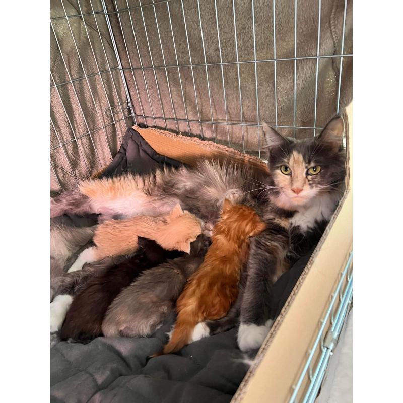 Maine Coon kitten
