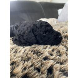 Te koop, prachtige labradoodle pups
