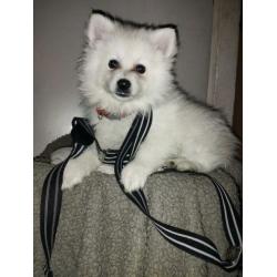 Dwergkeesje / pomeriaan / kleine Kees pups pup laatste reutje !!!