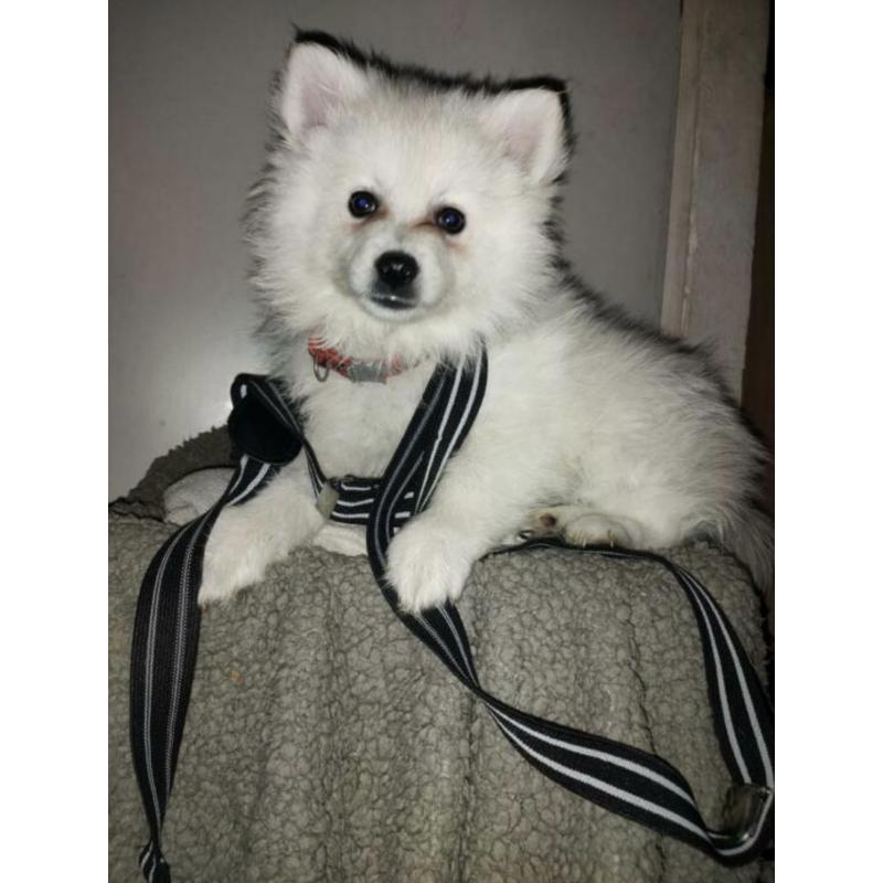 Dwergkeesje / pomeriaan / kleine Kees pups pup laatste reutje !!!