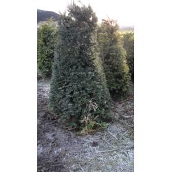 taxus en buxus