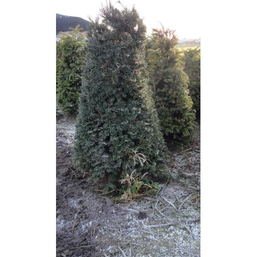 taxus en buxus