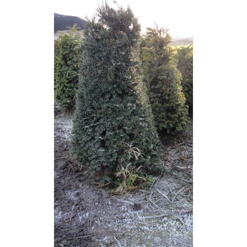 taxus en buxus