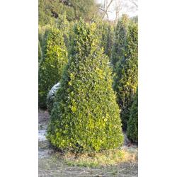 taxus en buxus
