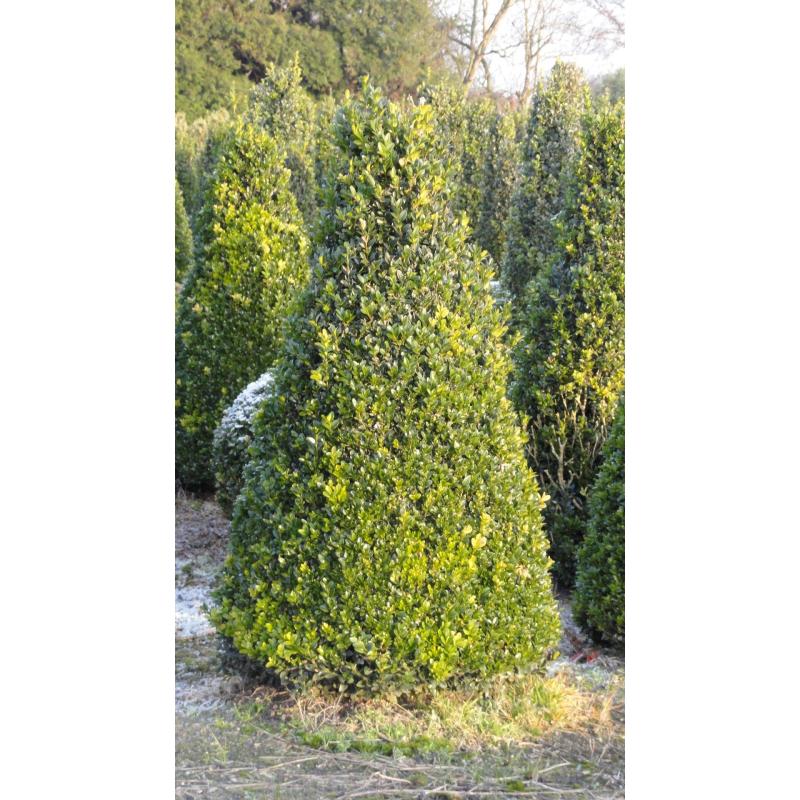 taxus en buxus