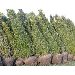 taxus en buxus