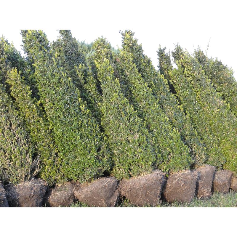 taxus en buxus