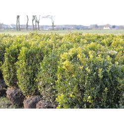 taxus en buxus