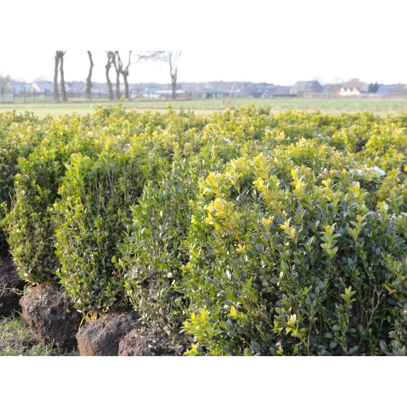 taxus en buxus