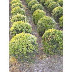 taxus en buxus