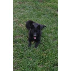 schipperke