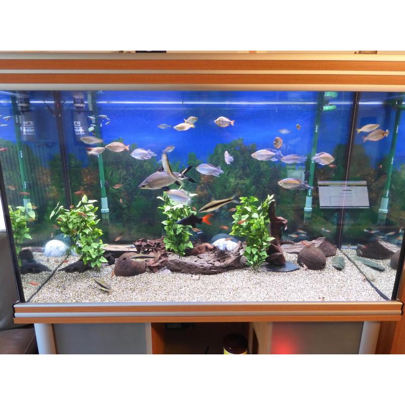 Zeer mooi aquarium compleet met alles op en aan