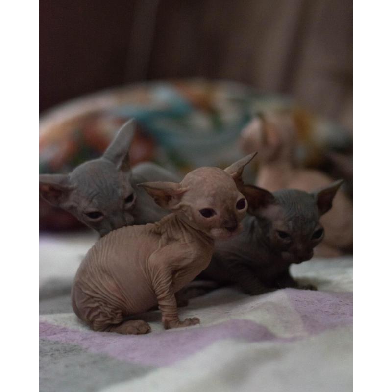Canadian Sphynx