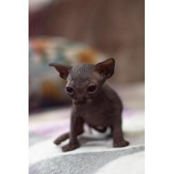 Canadian Sphynx