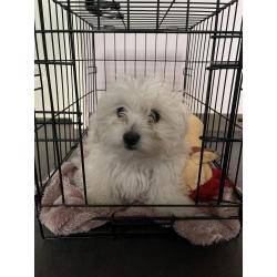 Mini maltezer