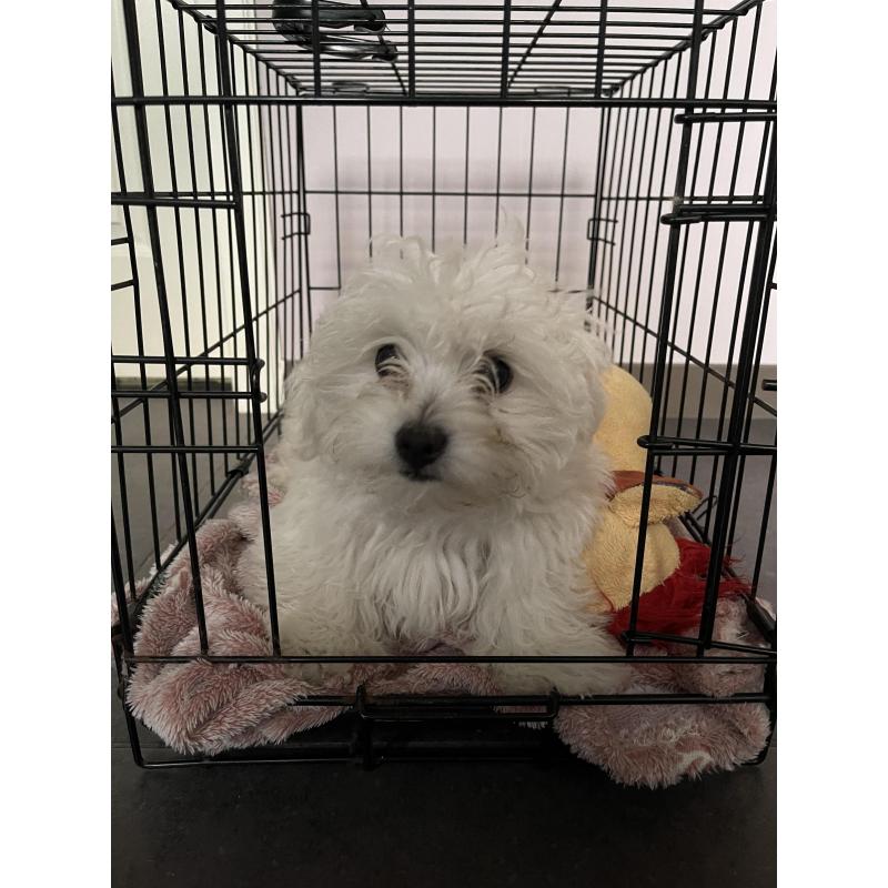 Mini maltezer