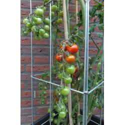 TOMATEN plantrekken plantenrekken voor tomatenplanten