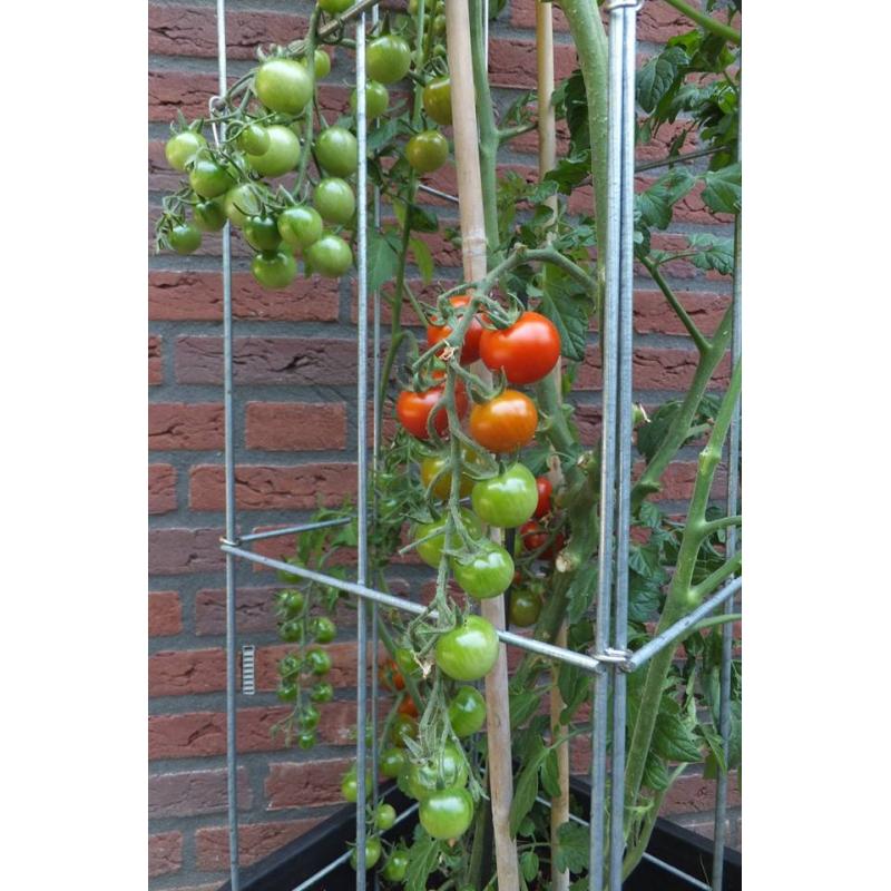 TOMATEN plantrekken plantenrekken voor tomatenplanten