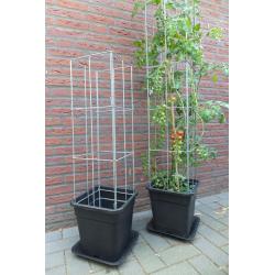 TOMATEN plantrekken plantenrekken voor tomatenplanten