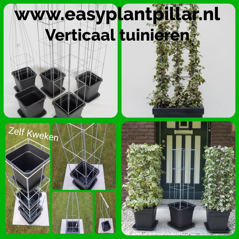 PLANTREKKEN voor tomatenplanten tomaten
