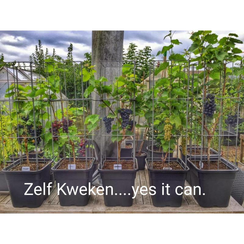 PLANTREKKEN voor tomatenplanten tomaten