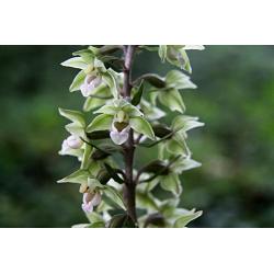 Orchideeen, tuin orchis
