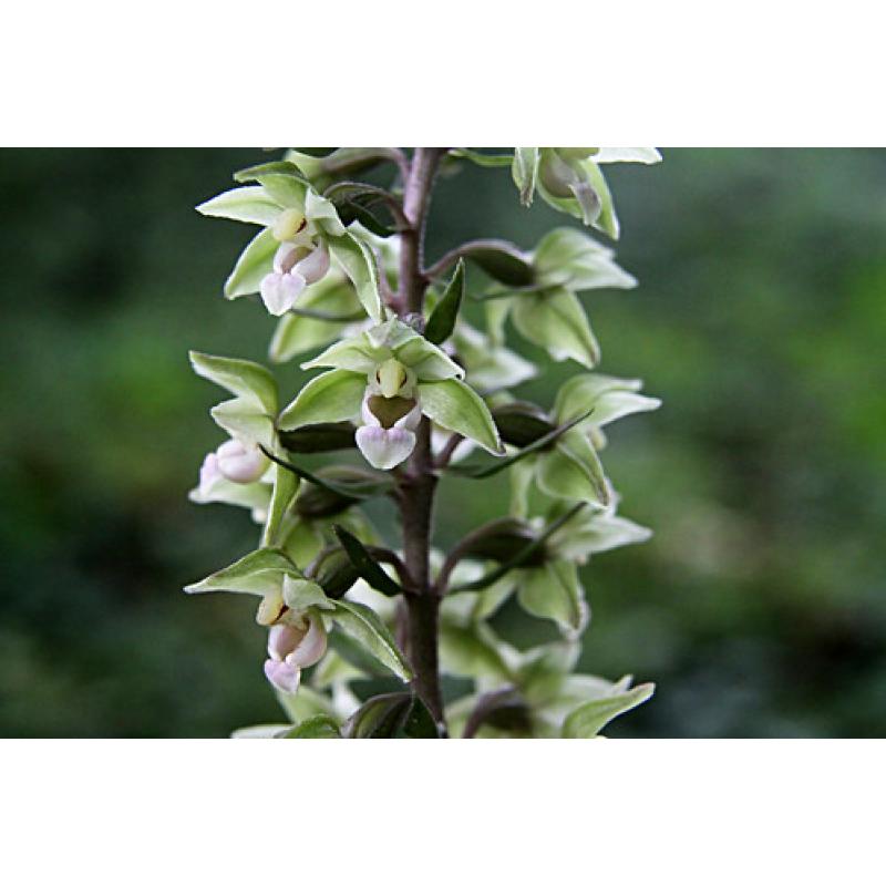 Orchideeen, tuin orchis