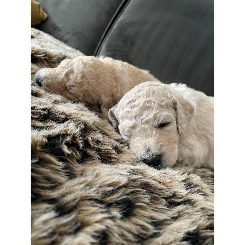 Te koop, prachtige labradoodle pups