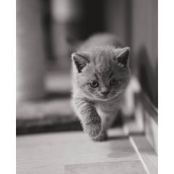 Britse korthaar kittens