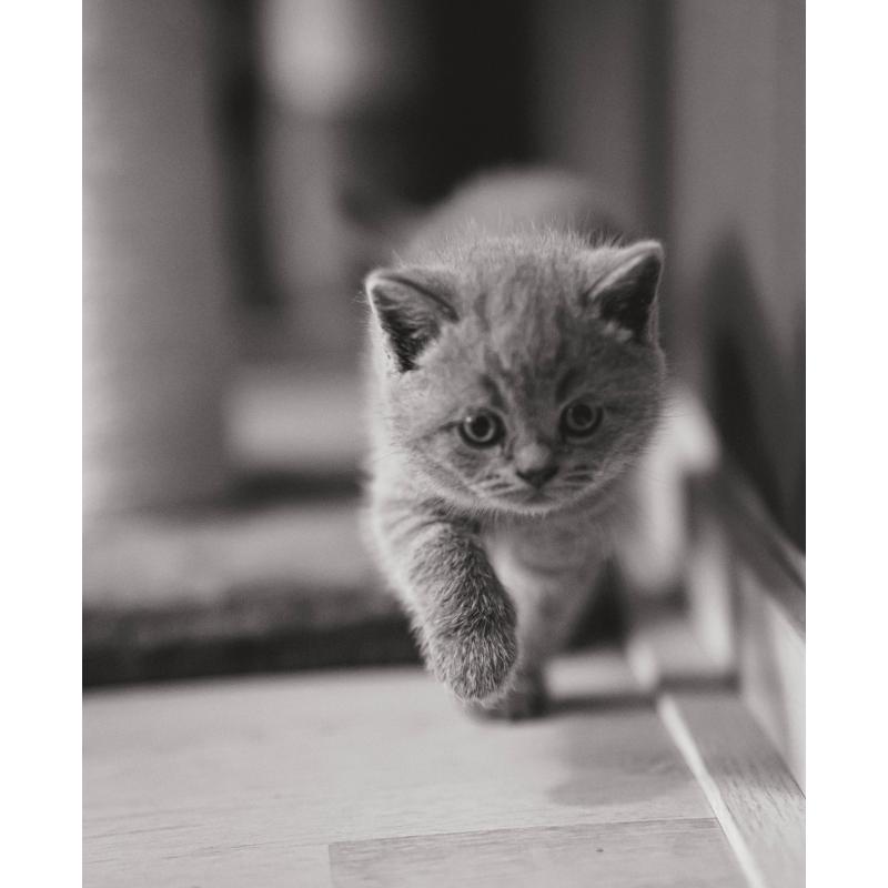 Britse korthaar kittens