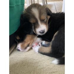 Berner sennen x schotse collie pups